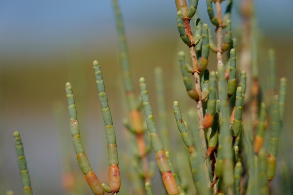 Sarcocornia perennis