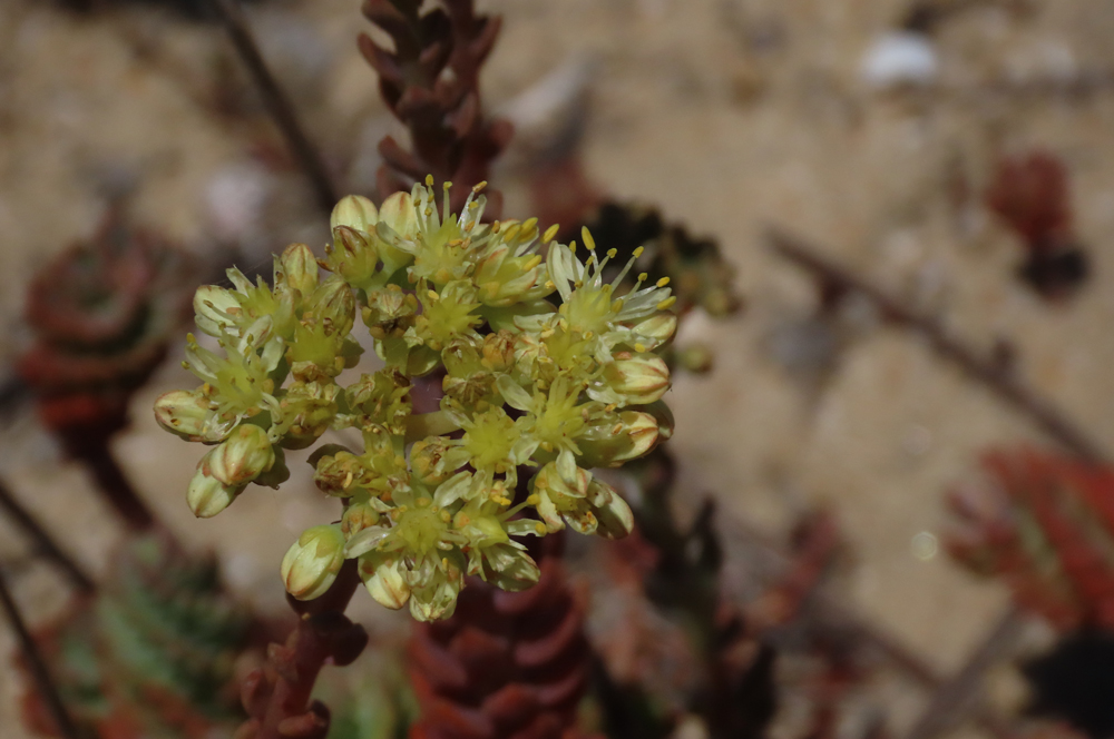 Sedum sediforme
