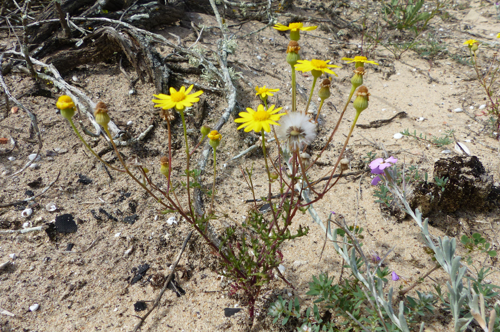 Senecio gallicus