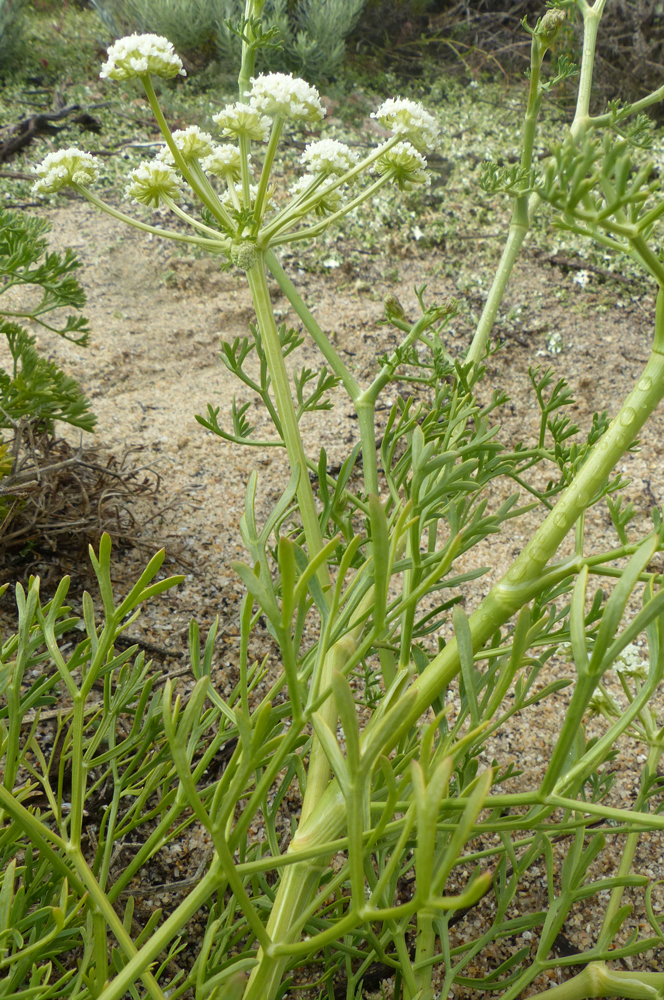 Seseli tortuosum
