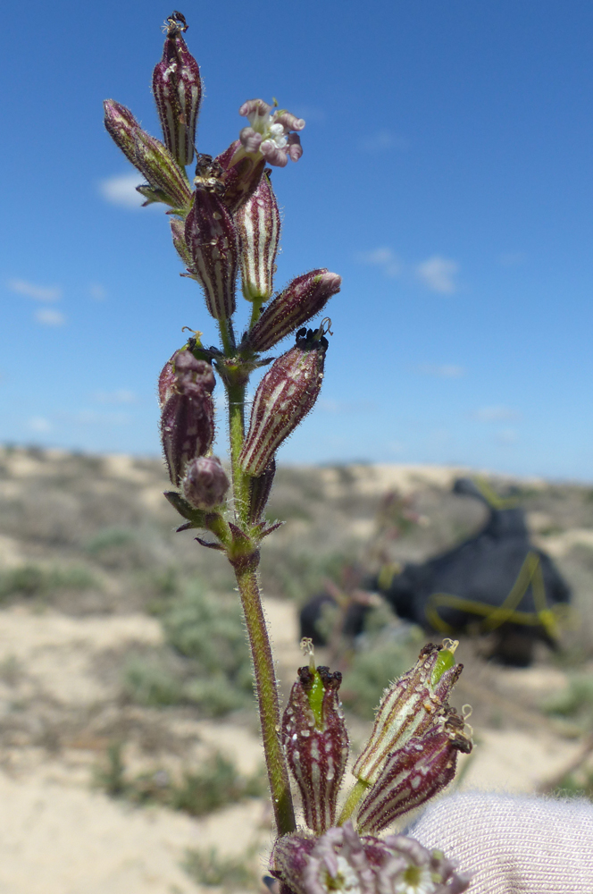 Silene niceensis