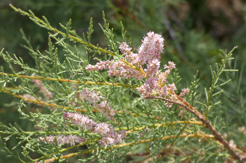 Tamarix africana