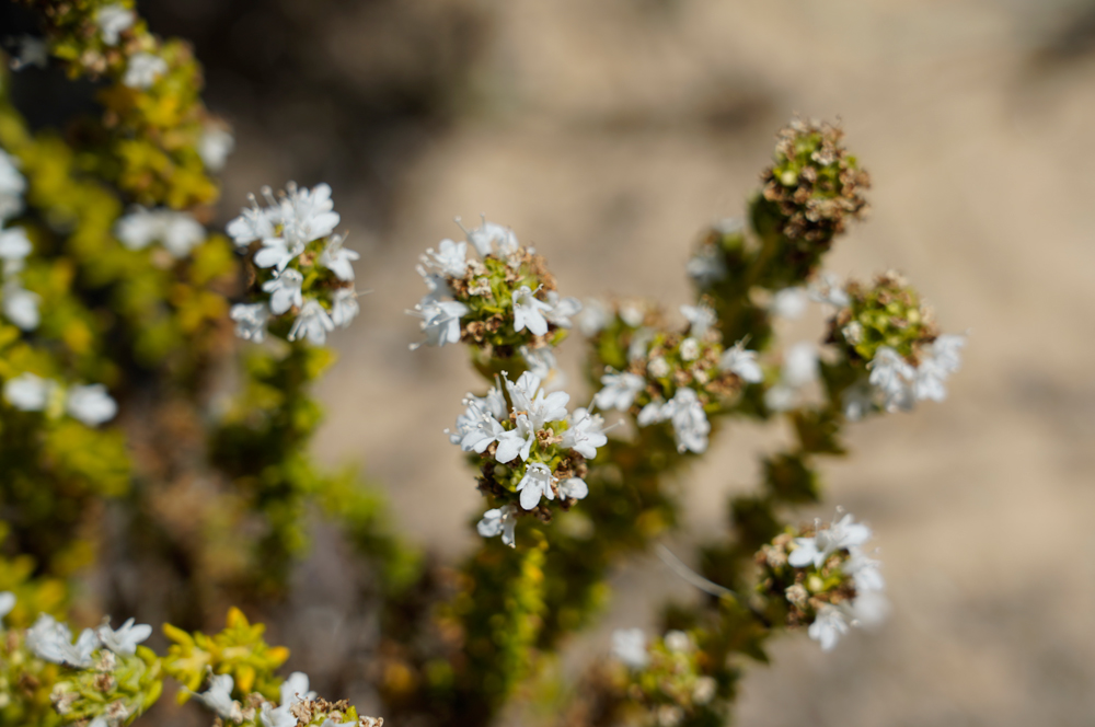 Thymus carnosus