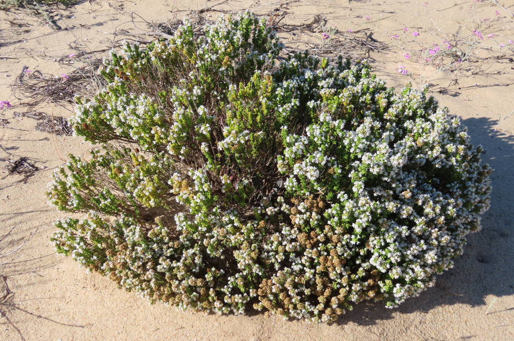 Thymus carnosus