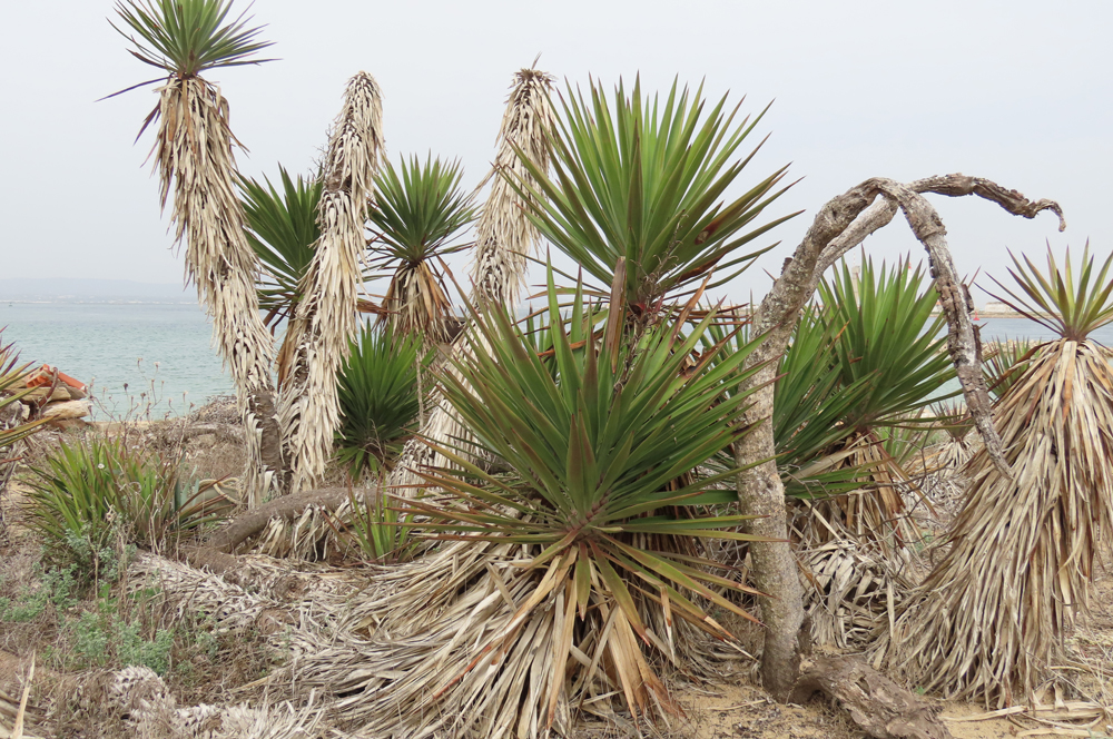 Yucca aloifolia