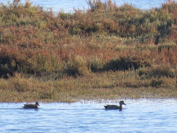 patos na Ria Formosa