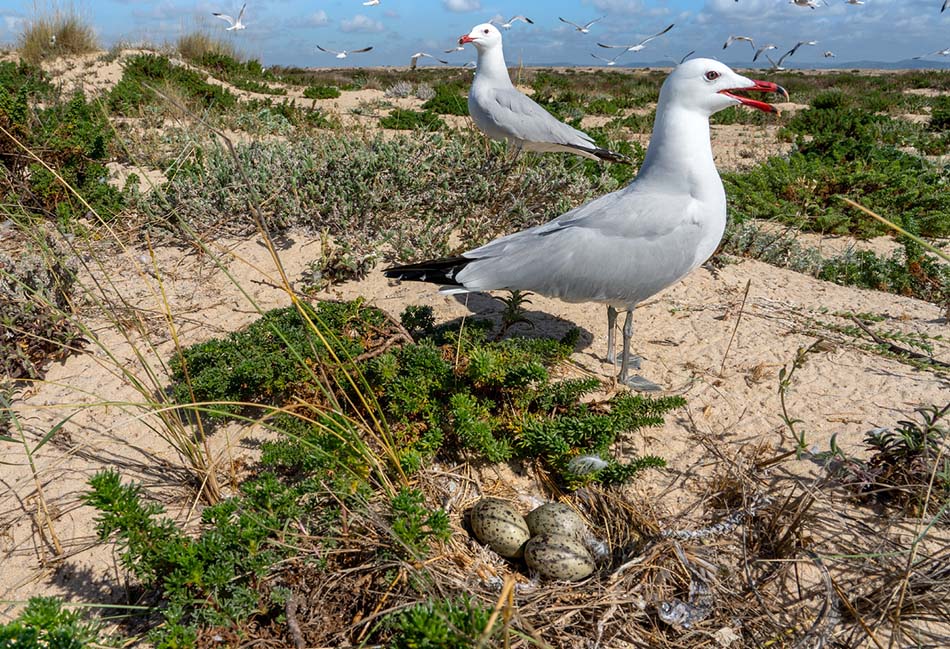 ninho de gaivota-de-audouin