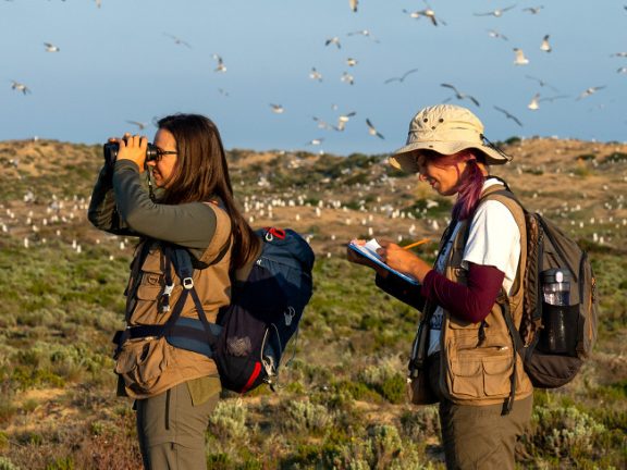 equipa LIFE Ilhas Barreira a monitorizar aves marinhas